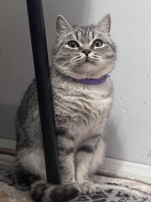 Отдам кошку в добрые руки