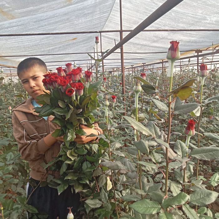 Роза 250 тг штук