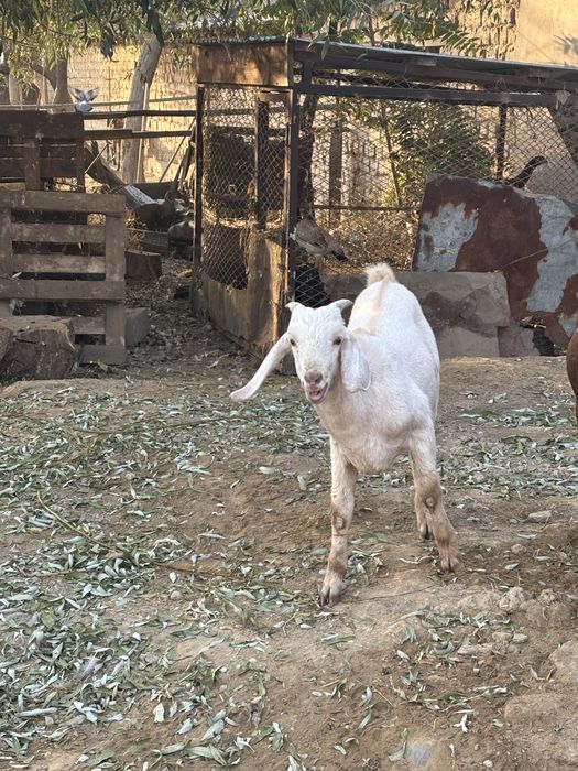 Теке сатылады. Пародный