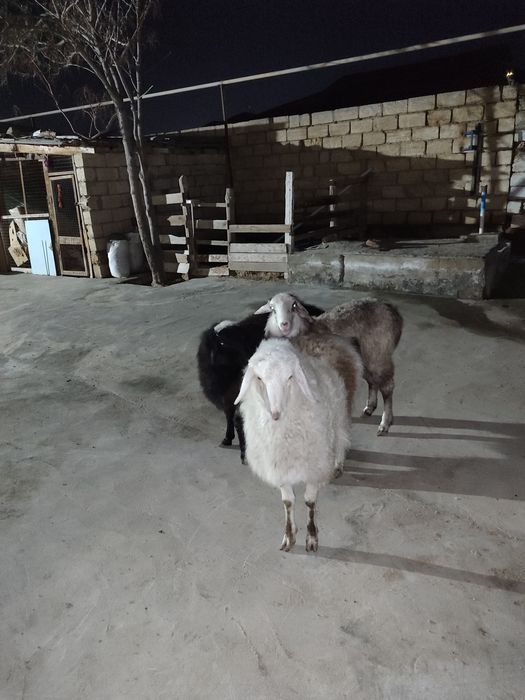 Қойлар сатылады 80мың теңге