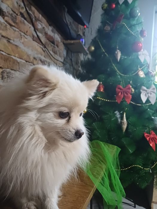 Ищем добрые руки немецкому шпицу