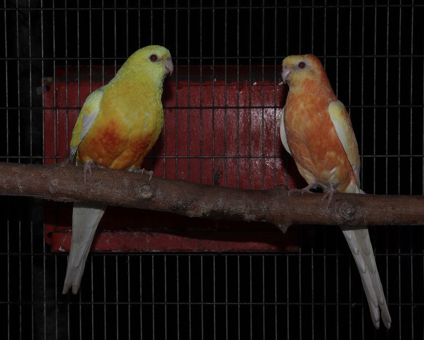 Пойни папагали Топ качество