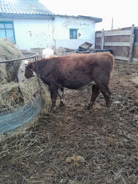 Продам бычков 6 головы