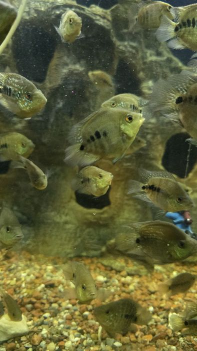 Бриллиантовая цыхлазома (рыба, аквариумные рыбы)