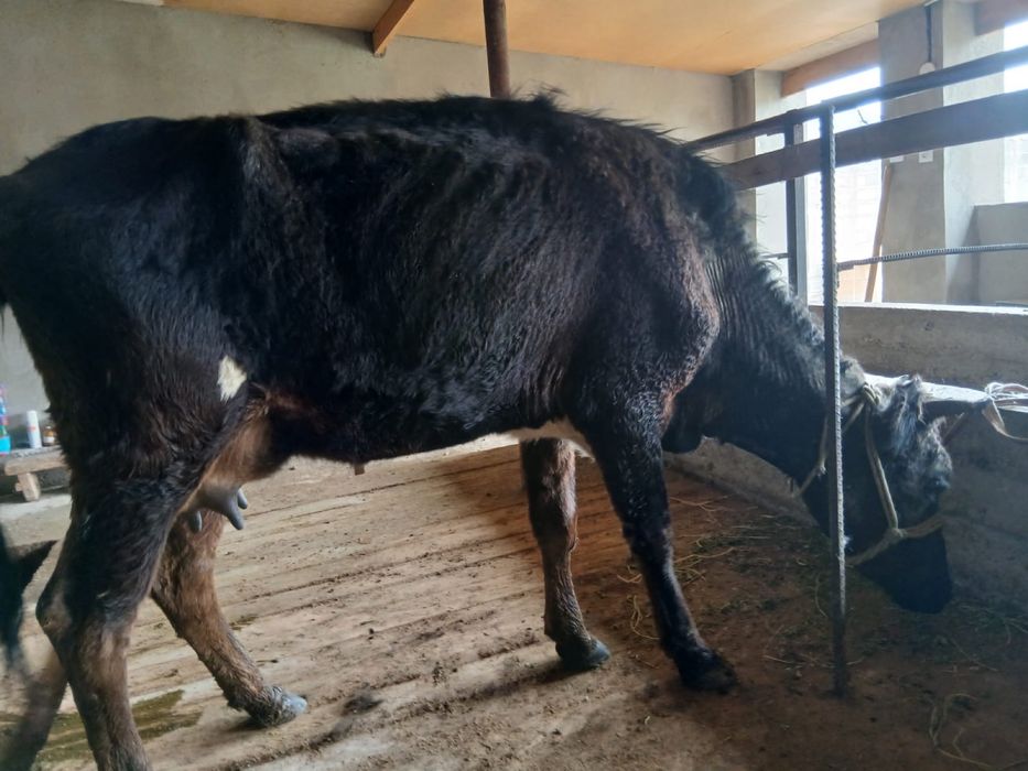 Бұзаулы сиыр сатылады .