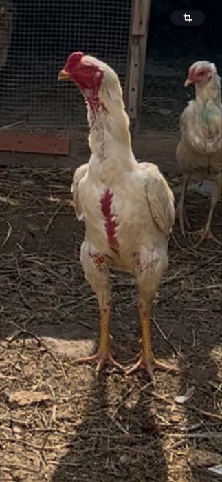 Белый Шамо Карец