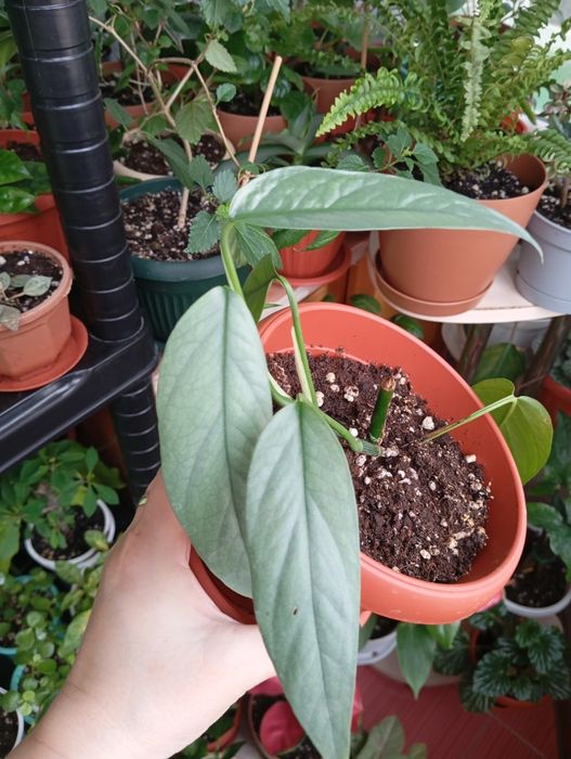 Продам цветы комнатные