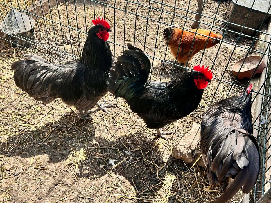 Cocoși tineri diferite rase