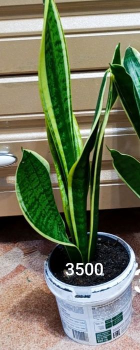 Продам сансиверия