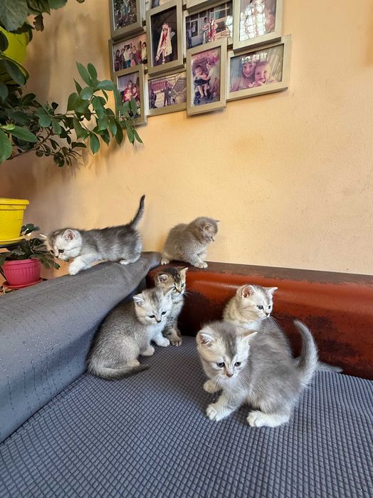 котета британски късокосмести сребърни чинчили за коледен подарък