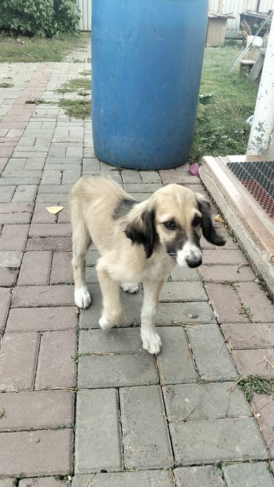 Продам чистокровного тазы