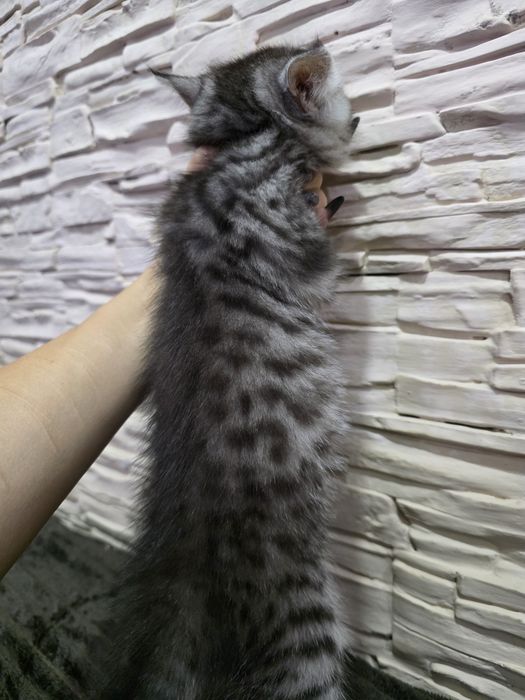 Британка вискас скотиш страйт