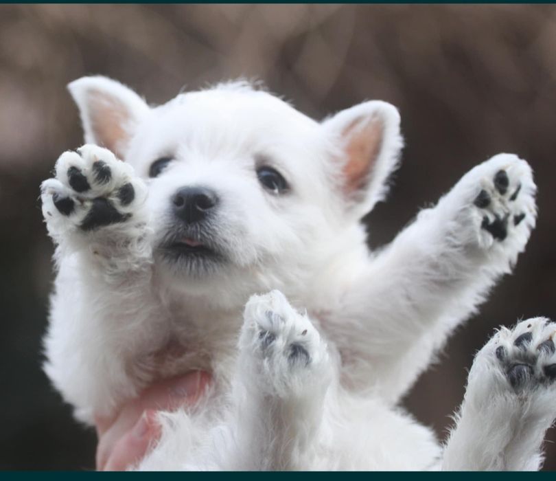 Westie - West Highland White Terrier