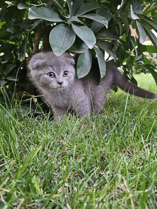 Scottish fold 2oylik bolalari