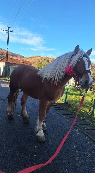 Vând armăsar de 5 ani