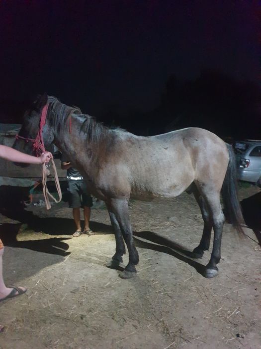 Vand cal orlat sibiu