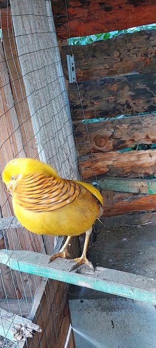 Фазаны Золото и Лимоны