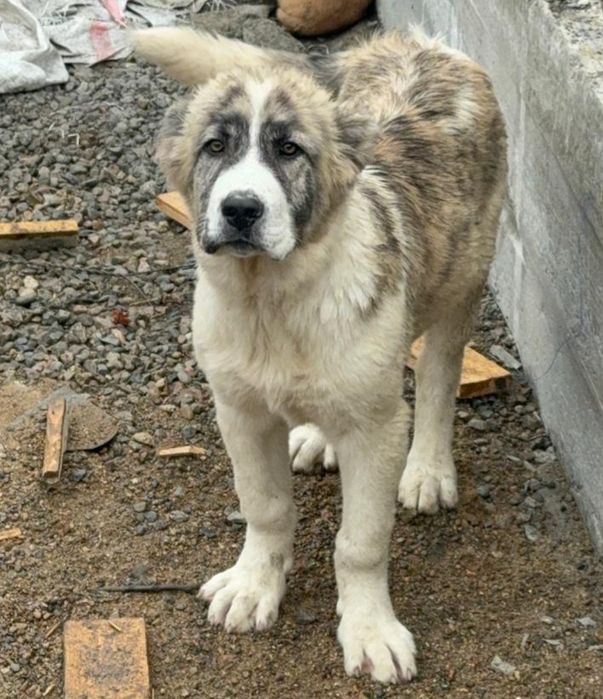 Элитный щенок 3.5 мес