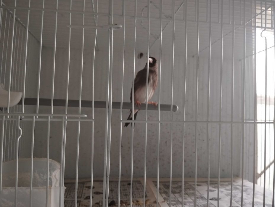 Продам птицу щегол певчий