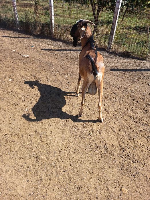 Vând țap anglonubian rasa pura