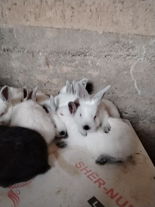 Quyon bolalari sotiladi 40 000