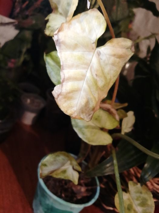 Цвиточик  Сингониум