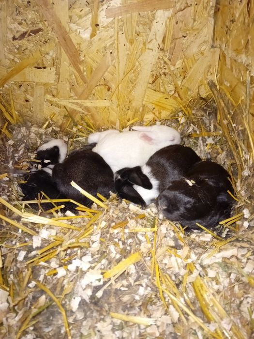 Hycole francez de vânzare