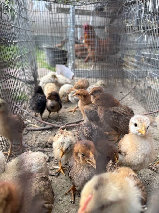 Xonaki jojalar sotiladi