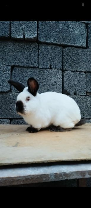 Продам Кроликов пародистых