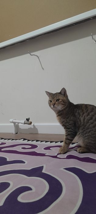 Отдам даром кота