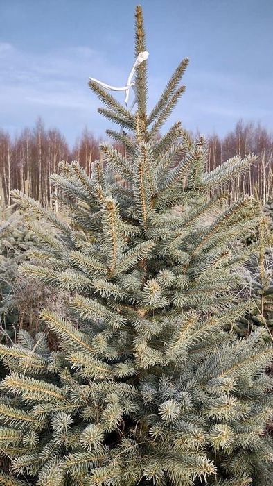 Brad argintiu si brad verde