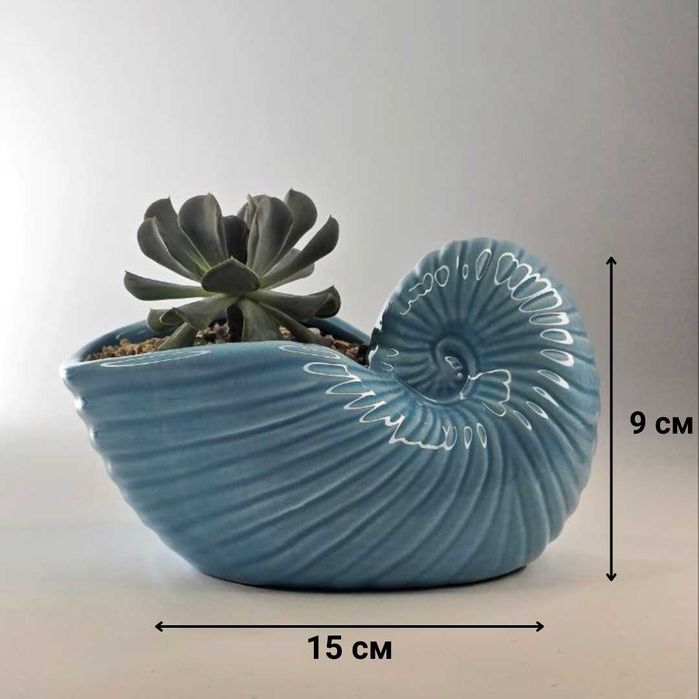 Суккуленты и композиции из суккулентов