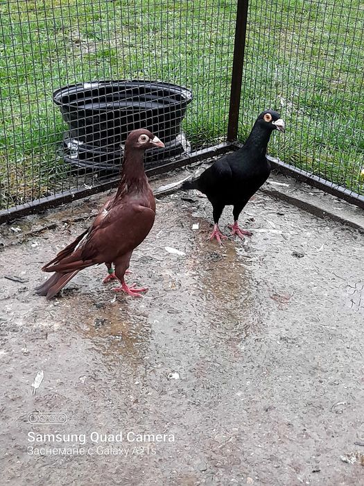 Гълъби различни породи