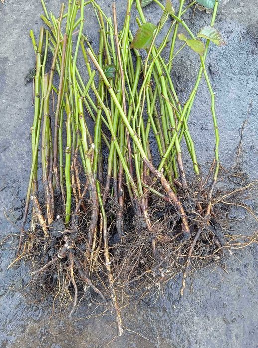 Butasi de: zmeura neagra ,zmeura galbena,zmeura rosie si mur fara spin