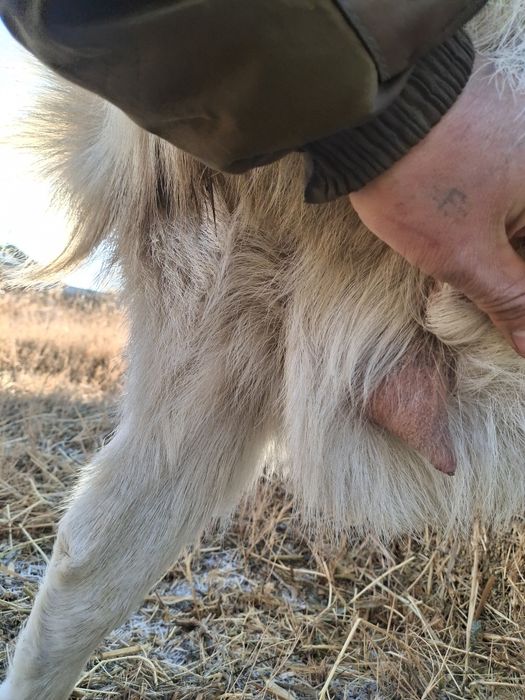 Занен таза орыс ешкі буаз