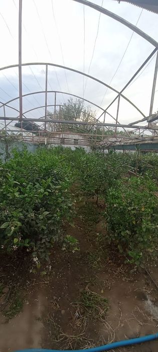 Parnik 10 sotih yer maydoniga ega