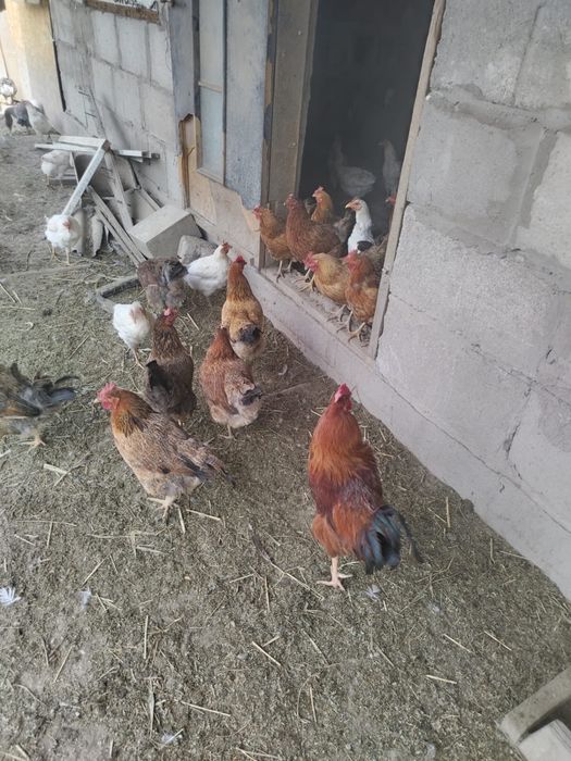Продам курей срочно