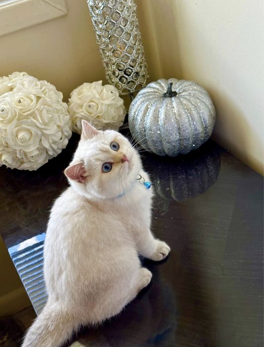 Серебристая шиншилла!