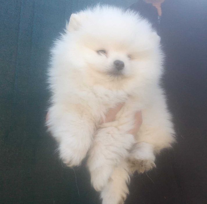 Мъжки померан на 72 дни