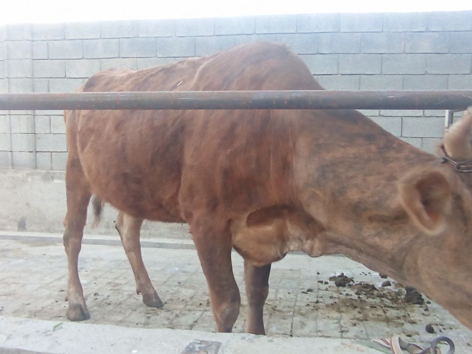 Таргыл сигир сотилади богоз 7ойлик