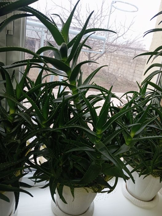 Продаётся алоэ Шымкент қаласы