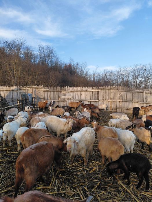 Vând capre de rasă bună