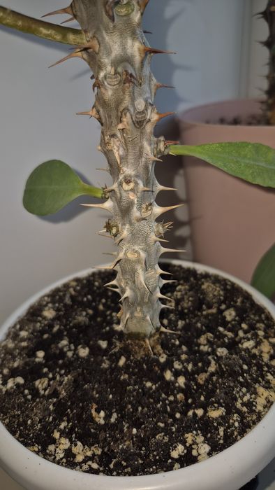 Цветок Молочай Миля крупноцветковый