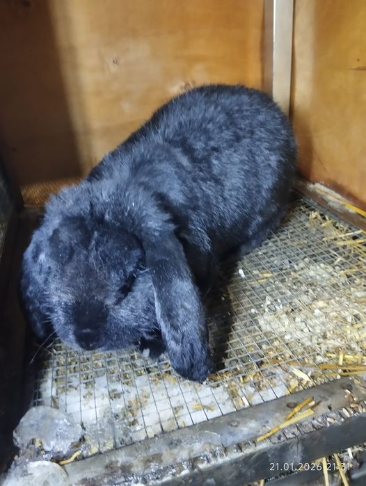 Кролики домашние