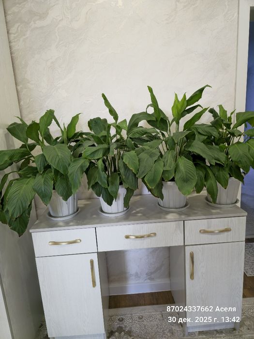 Комнатные цветы много