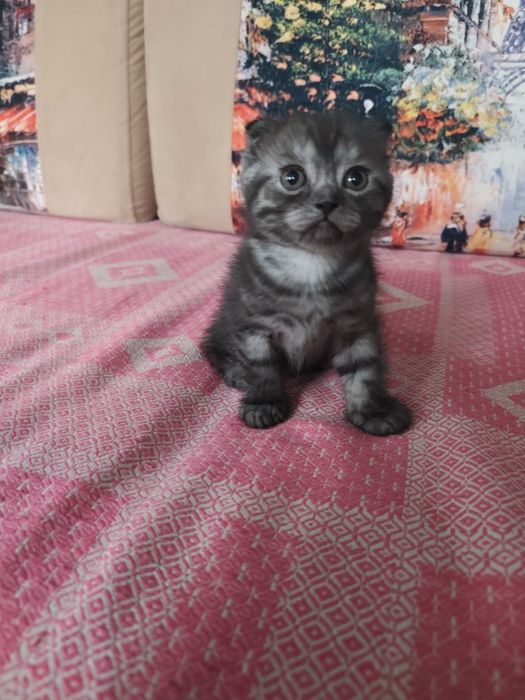 Вислоухие котята