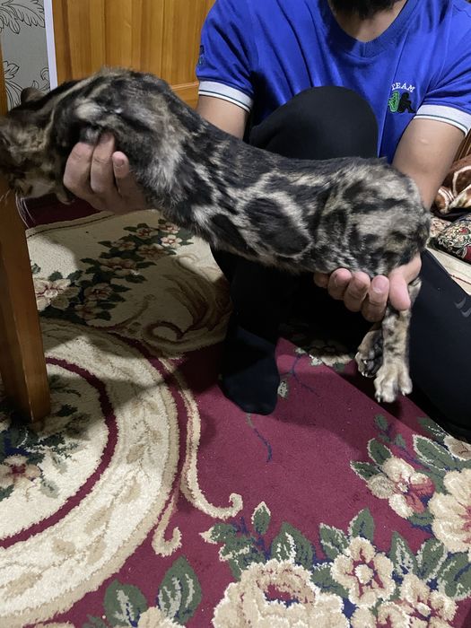 Бенгал тозза кон