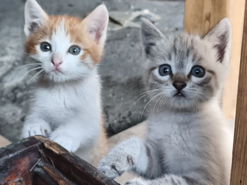 Отдам бесплатно котят