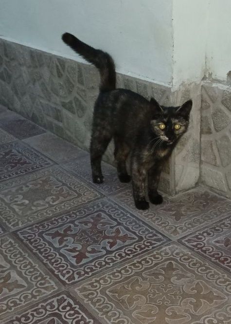 Котенок в добрые руки