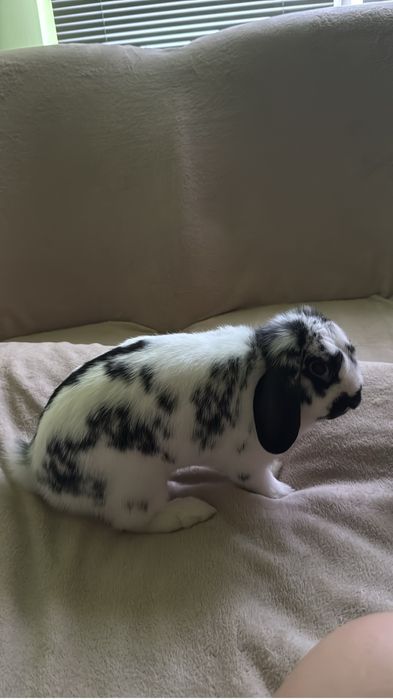 Iepure holland lop/ cap de berbec